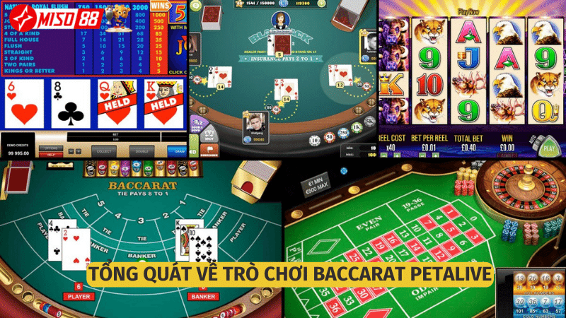 Baccarat Petalive luôn sôi động từng ngày