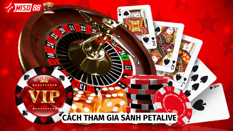 Tham gia sảnh petalive chỉ với 3 bước